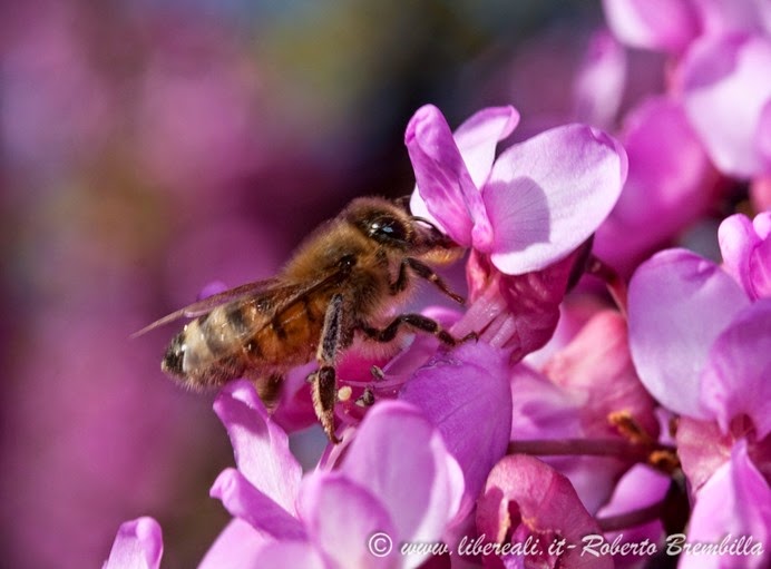 17_Cercis siliquastrum (67)