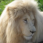 lion4.jpg