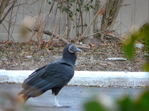 Injured Vulture (young Turkey Vulture?) in yard Dec. 31, 2013