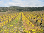 Vignes au Barry