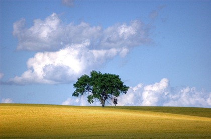 alone-tree