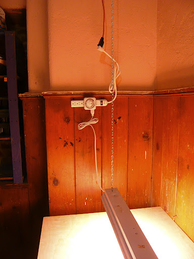 Full spectrum florescent tubes provide the best possible 'natural' light experience indoors. That's how you end up with a rosey glow like this. All done and ready for action. Now where are those seeds...?