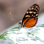 IMG_6262.jpg