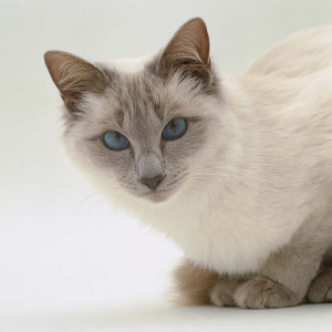 Cat Breeds Memory Game.apk 1.0