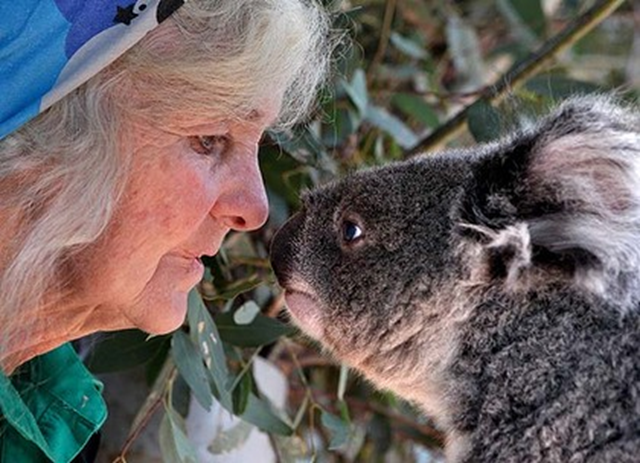 Six-year-old female koala Bluejeans with Nancy Small at Waterways Wildlife Park, Gunnedah, Australia's 'koala capital'. After decades of population decline, koalas are listed as 'vulnerable' across NSW, Queensland, and the ACT under Australia federal environment law. Dallas Kilponen