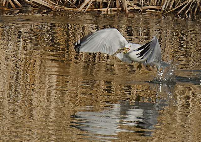 [-%2520Ring-billed%2520gull%2520w%2520fish_D7K3769%2520February%252017%252C%25202012%2520NIKON%2520D7000%255B3%255D.jpg]