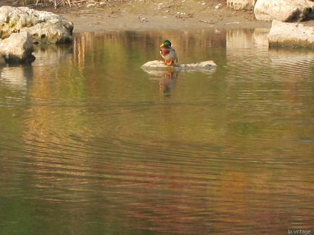[IMG_1931%255B5%255D.jpg]