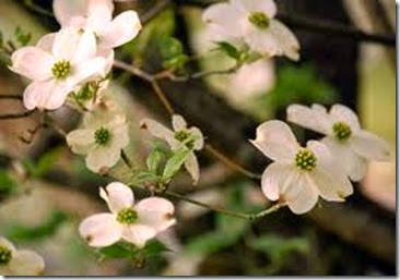Dogwoods Dogwoods