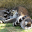 Lemures de Madagascar en el Zoo de Madrid Lemures de Madagascar en el Zoo de Madrid