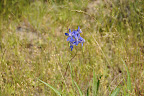 DSC_1118.JPG