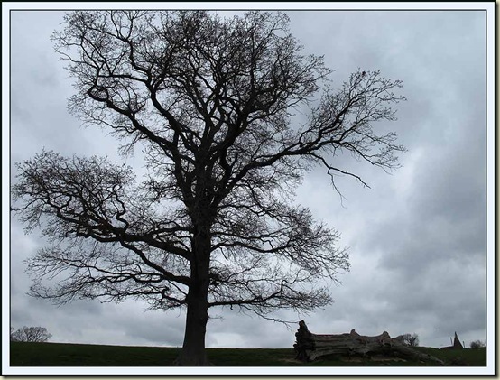 Tree near Rolvenden