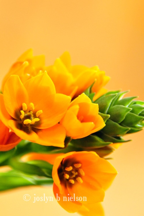 [orangeflowerweb%255B4%255D.jpg]