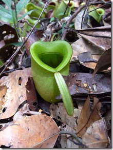 Pitcher plant, Kubah National Park, Borneo