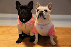 Sharkey!  Look at what thoughtful Vivaldi ordered for us from PetSmart!  I love feeling girly in pink, don't you?