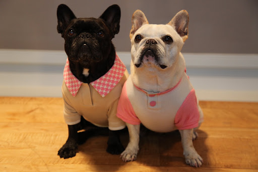 Sharkey!  Look at what thoughtful Vivaldi ordered for us from PetSmart!  I love feeling girly in pink, don't you?