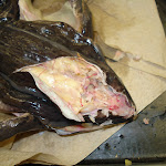 dissect33_brain.jpg
