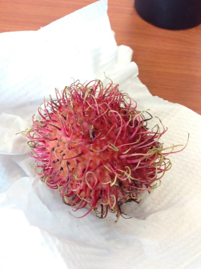 IMG_4745.jpg An unopened Rambutan - Nephelium lappaceum