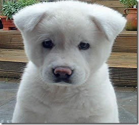 blanco blanco