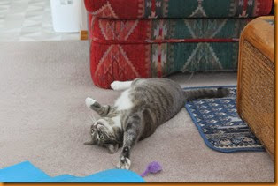 IMG_3908 IMG_3908