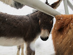 G.K., not all hairy beasts are alike, are they?  We certainly have an advantage over shivering Sharkey.