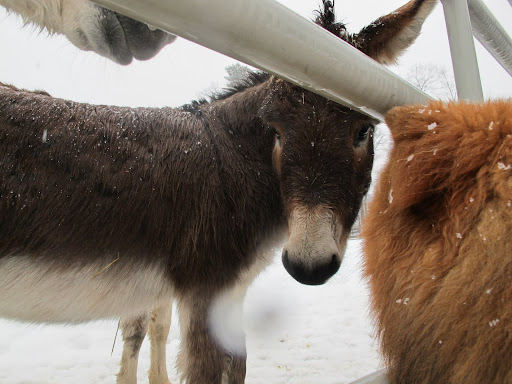 G.K., not all hairy beasts are alike, are they?  We certainly have an advantage over shivering Sharkey.