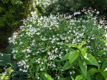 [Gillenia%2520tritoliata%255B4%255D%255B3%255D.jpg]