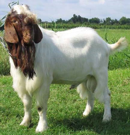 [Boer-Goat-UGFS%255B7%255D.jpg]