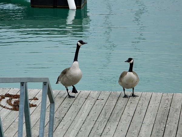 [Montrose%2520Harbor%2520geese%25202%255B3%255D.jpg]