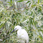 IMG_6634.JPG