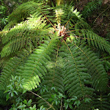 South Island - Milford Sound - Rainforest
