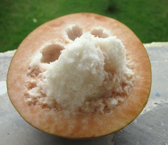 [more%2520street%2520food%2520and%2520fruit%2520014%255B6%255D.jpg]