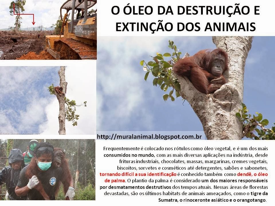 [orangotango2%255B3%255D.jpg]