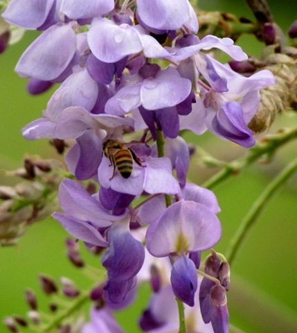 [1203172%2520Mar%252013%2520Bees%2520And%2520Raindrops%2520On%2520Wisteria%255B4%255D.jpg]