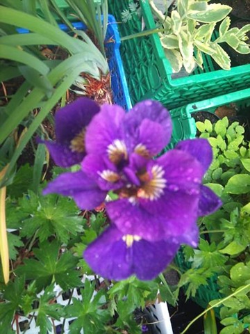 [iris_siberica_couble_standard%255B2%255D.jpg]