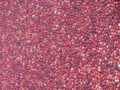 Cranberry Harvest Gerts bog berries1