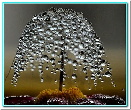 Gotas de multiplicação Gotas de multiplicação