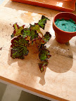 Another piece of begonia (the one Laura requested) is cut at about 4