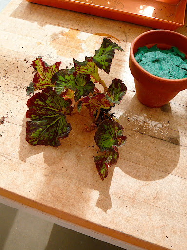 Another piece of begonia (the one Laura requested) is cut at about 4
