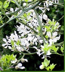 Poncirus trifoliata Poncirus trifoliata