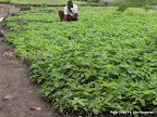  &ndash; Champ de légumes. Radio Okapi/ Ph. John Bompengo