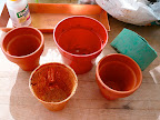 I'm trying terra cotta, plastic and coir pots to see which ones will work the best. Coir is processed coconut fiber that's used primarily in orchid potting mixes and has recently been showing up as pots.