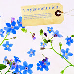 BluetenPostkarte_008.jpg