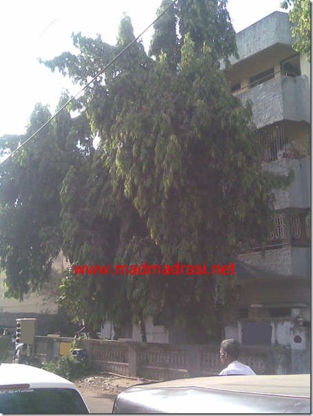 apartment_with_trees