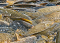 Slimy Carp