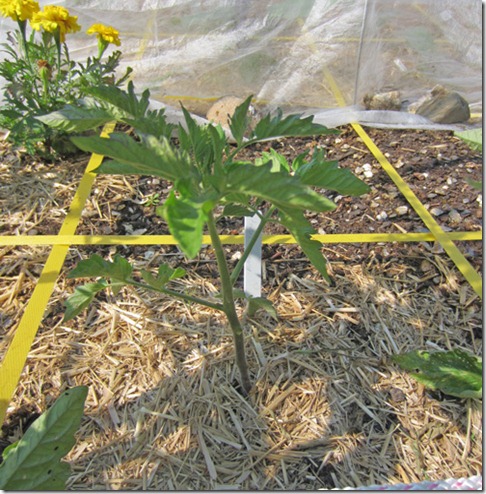Black-Cherry-from-seed-6Jun Black Cherry from seed grown in coir