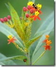 nature (7)