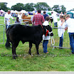 Cattle 001.jpg