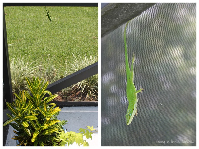 [lizard%255B4%255D.jpg]