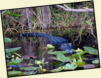 05e - Alligator in the canal