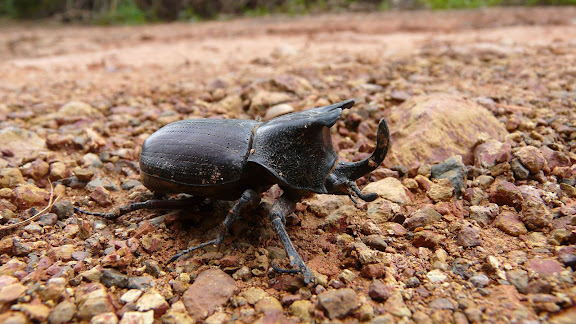 Dynastinae : Oryctini : Coelosis biloba LINNAEUS, 1767, mâle. Caranavi (Bolivie), 23 janvier 2008. Photo : J. F. Christensen